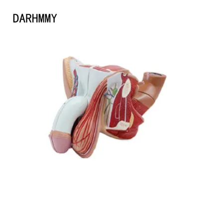 DARHMMY School Medical Teaching 4-Part Male Genital Anatomical Model for Science Education