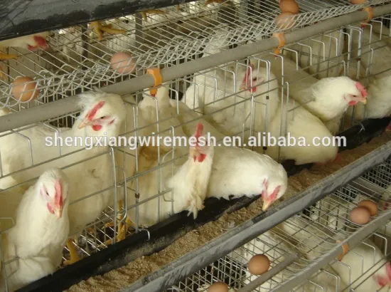 battery broiler chicken cage & Wire mesh chicken cage