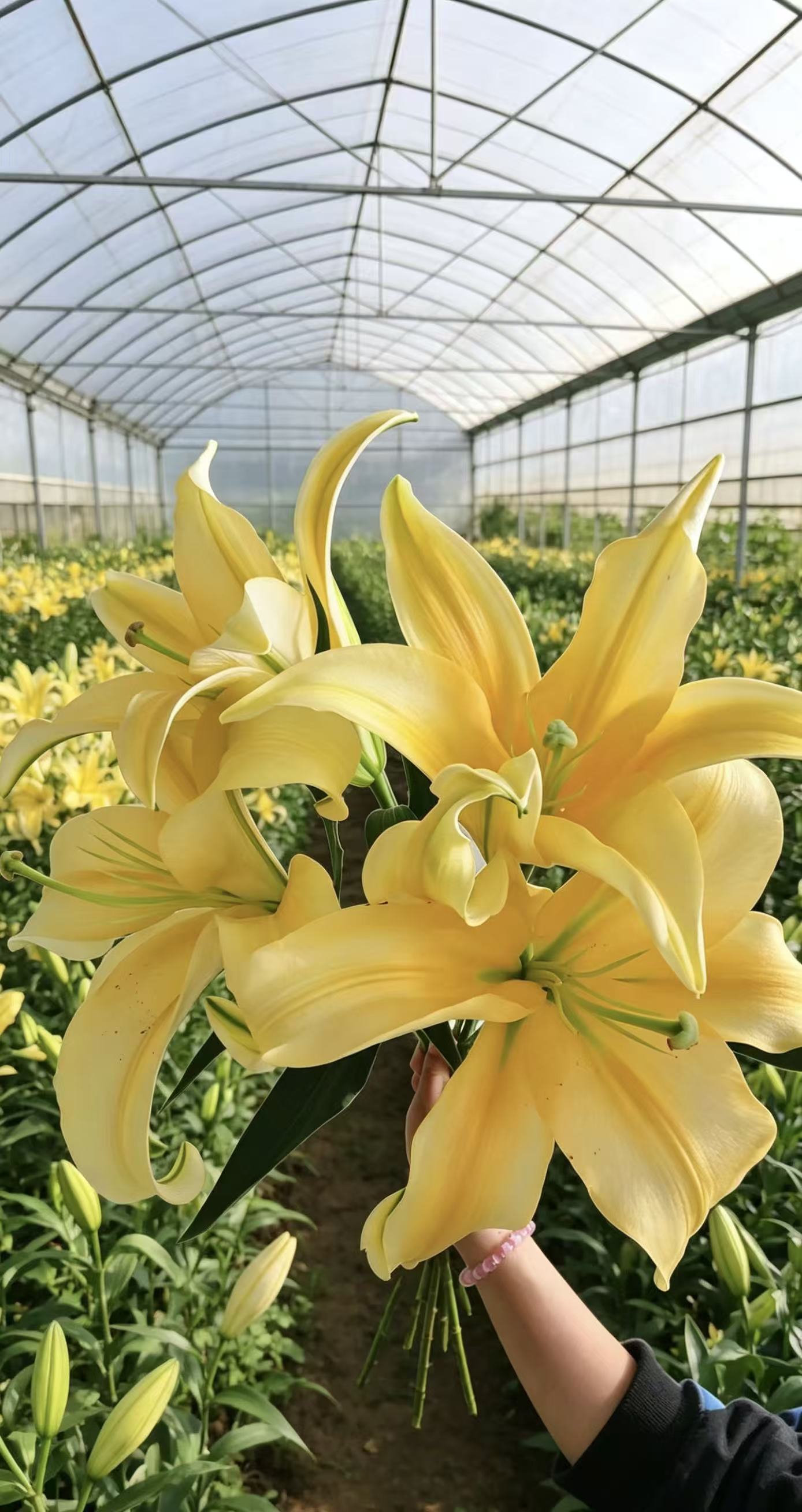 Emperor Spray Lily