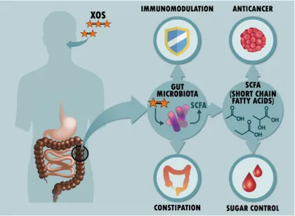 XOS Powder-(XYLO-OLIGOSACCHARIDE POWDER) ADVANCED INGREDIENT