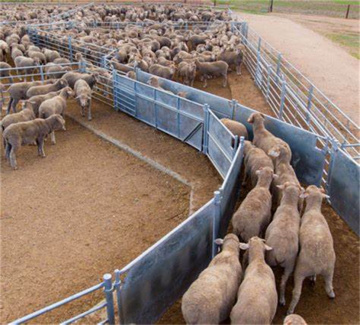 Welded Metal Cattle and Sheep Corral Panels 6 Rail 1.1M x 2.1M