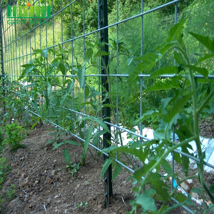 TomatoTrellis-724485_