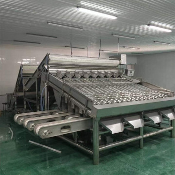 Prawn Size Sorter Grader Machine