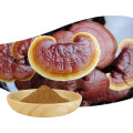 Reishi Mushroom Extract Ganoderma Lucidum Extract