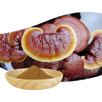 สารสกัดจากเห็ดหลินจือสกัด Ganoderma Lucidum