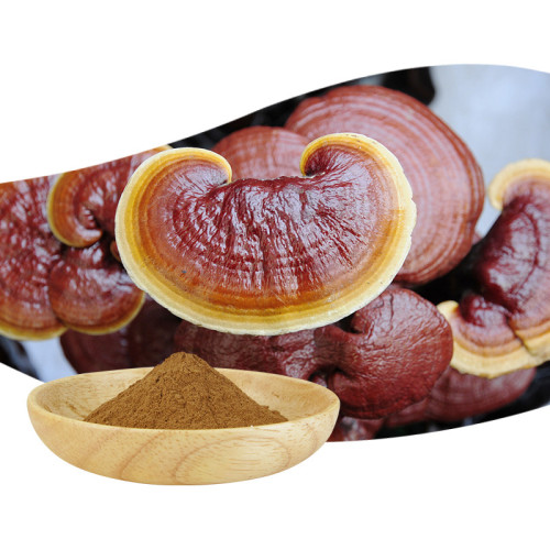 Reishi грибная экстракт ганодермы ядряк