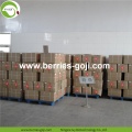 Factory Supply Vruchten Bulk B Grade Goji Berry