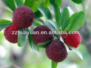 Fresh Sweet Yangmei bayberry Chinese waxberry