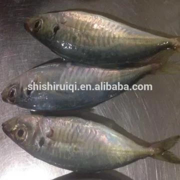 Small eyes round scad frozen fish round scad for tuna bait