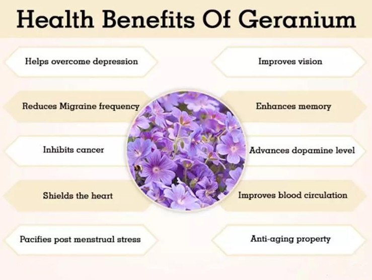 what does geranium extract do