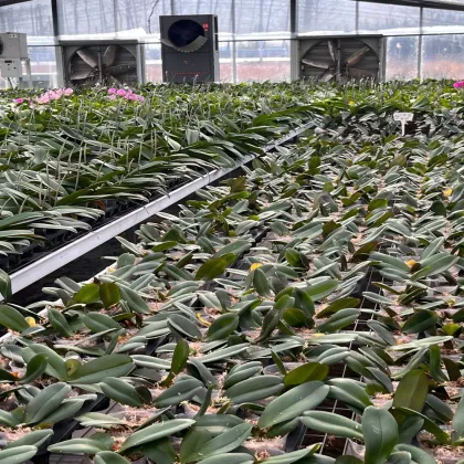 Moth orchid Cultivating Glass Greenhouse for Agriculture