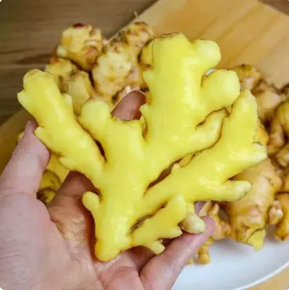 Authentic Pure Ginger Juice from Yunnan Highlands