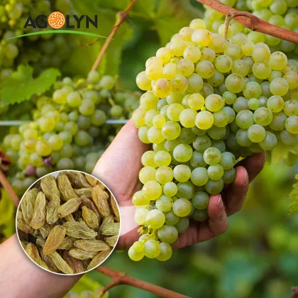 AGOLYN Natural Green Raisin Sun Dried Raisin