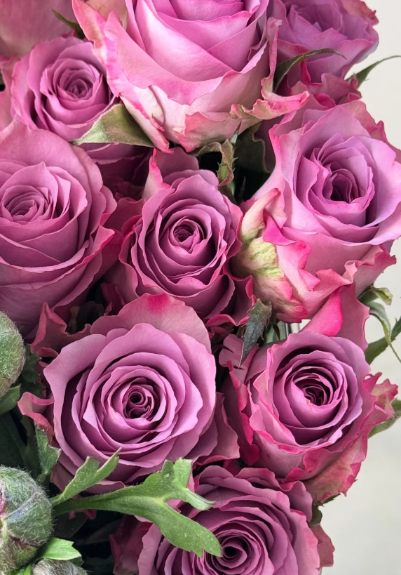 Nightingale Rose