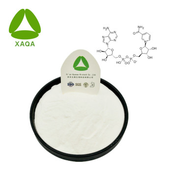 Nicotinamide adenine dinucleotide مسحوق CAS NO 53-84-9