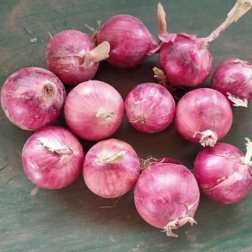 Fresh Red Onions 8cm and up Packing in 10kg/Bag - China Onion, Fresh Onion