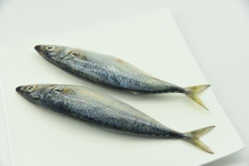 Frozen Fish Mackerel Pacific Mackerel With Good Quality