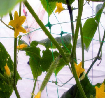 HDPE plant supporting net for cucumber