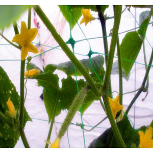 HDPE plant supporting net for cucumber