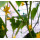 PE Cucumber plant climbing support netting trellis netting