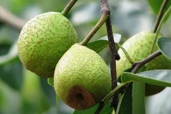 Shandong Pear