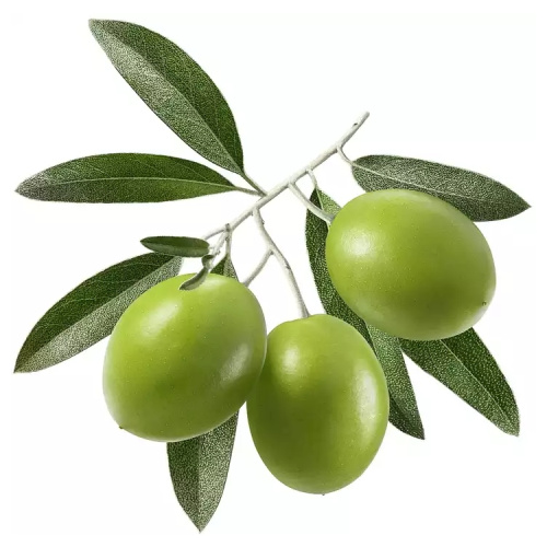 Pure Olea Europea Olive Leaf Extract