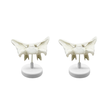 Sphenoid Bone Model ZM1015 - Natural Size