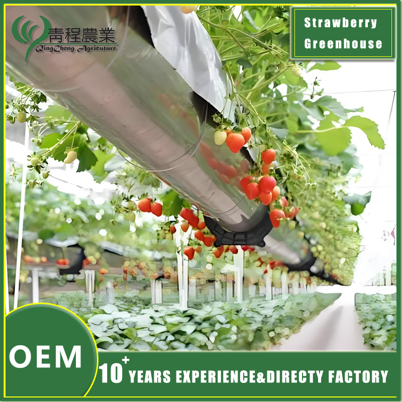 strawberry growing greenhouse
