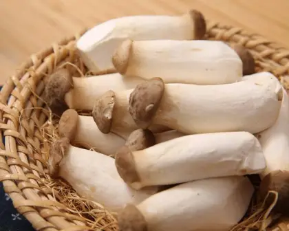 Oyster Mushroom King Spawning