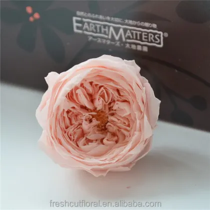 Wholesale European Style Real Flower Preserved David Austin Roses