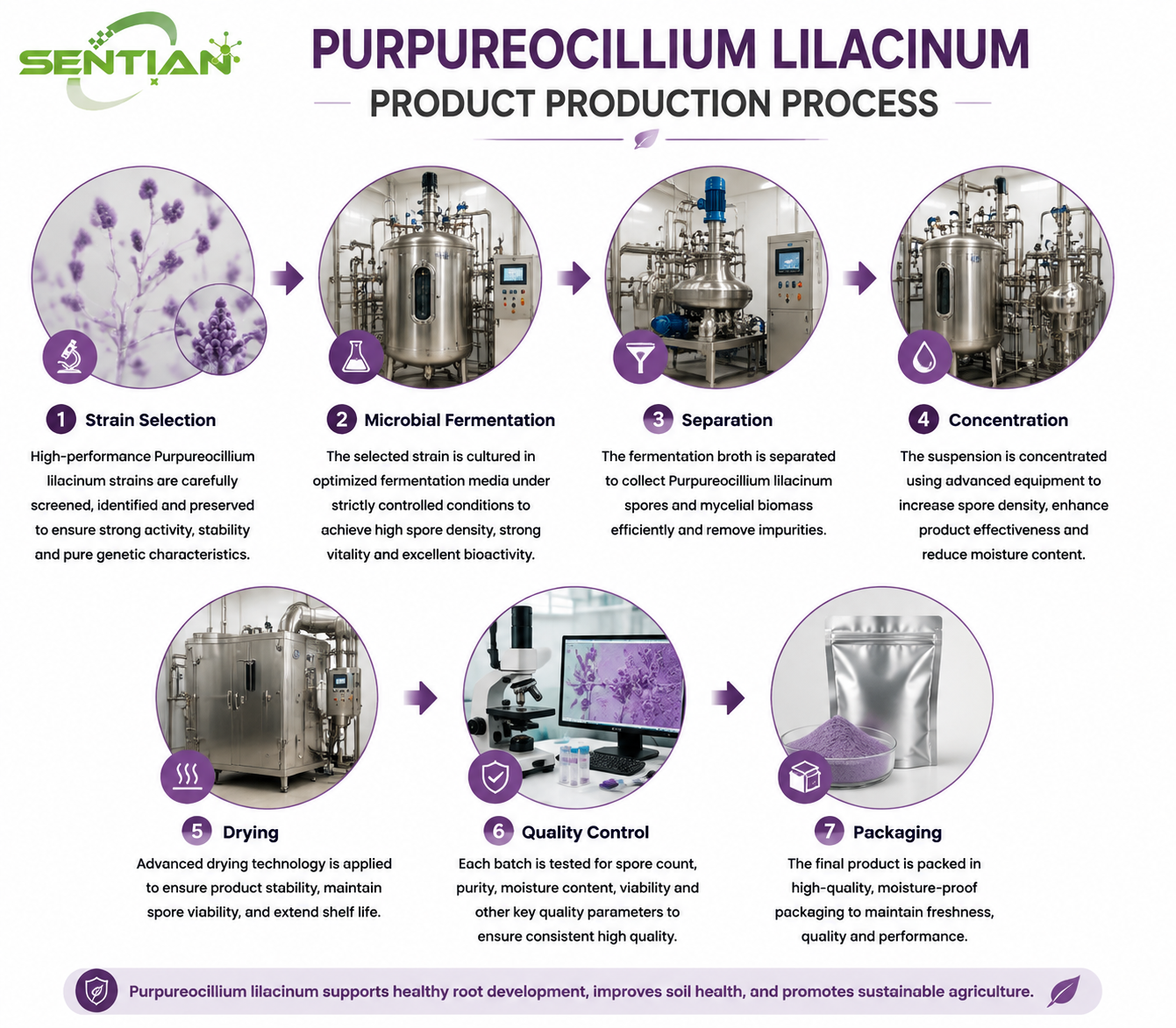 Purpureocillium lilacinum（1）