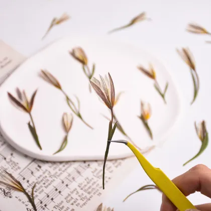 Wholesale DIY Dried Lily Pressed Flowers for Resin Crafts