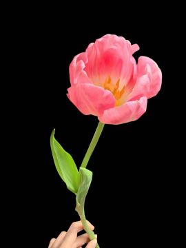 Fresh cut Tulip Dynasty