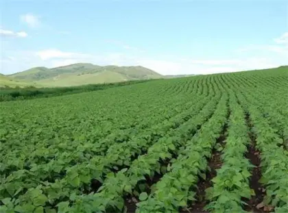 CLEARGRAZE  Pasture Herbicide