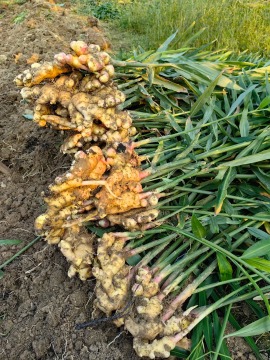 Premium Fresh Small Yellow Ginger