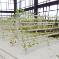 Landwirtschaftliches hydrokulturelles NFT, das wachsendes System pflanzt