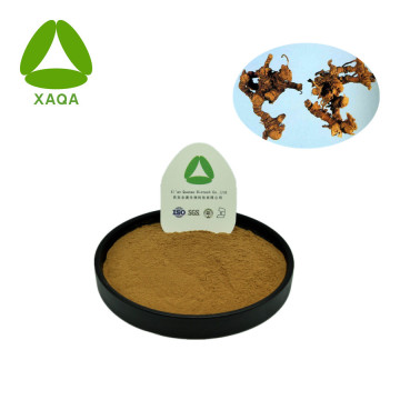 Alpinia Extract Powder Sharpleaf Galangal Buah