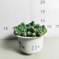 good price Sedum living plants factory