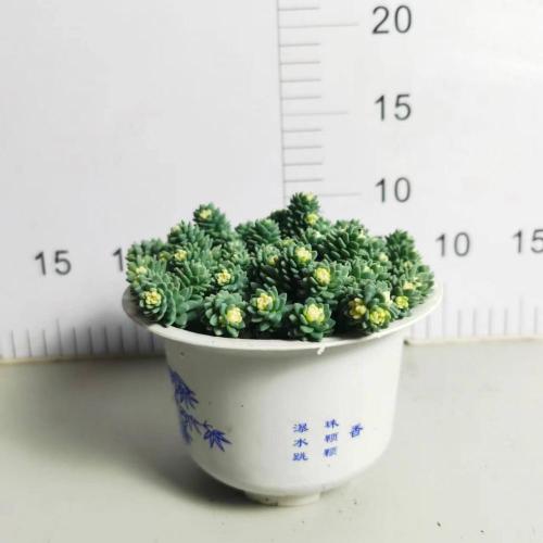 Crassulaceae for Sale good price Sedum living plants factory Factory