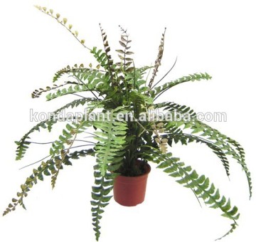 Cheap artificial plants,decorative indoor plants