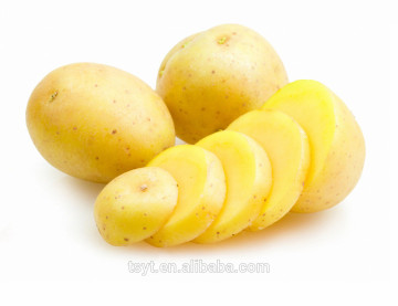 flesh potato,fresh China potato ,fresh holland potato,fresh potato supplier