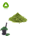 OEM Service Organic Moringa Blattextrakt Pulver 99%