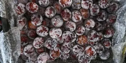 fresh plums chinese plum black president plum