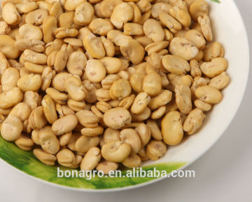 2013 New crop low price broad bean free for sampe