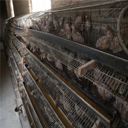 A type 96 Chicken Egg Chicken Cage House
