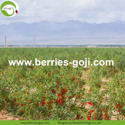 Factory Wholesale Sun Dried New Harvest Wolfberry