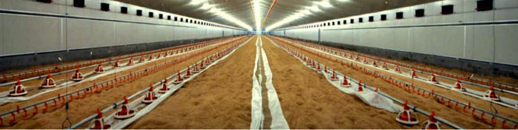 Poultry Bedding Material