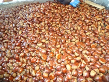 Best Quality New Crop 2019 Chestnut