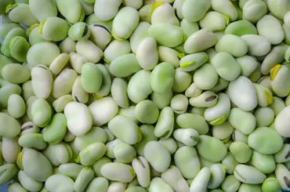 Cooked Chinese Broad Beans