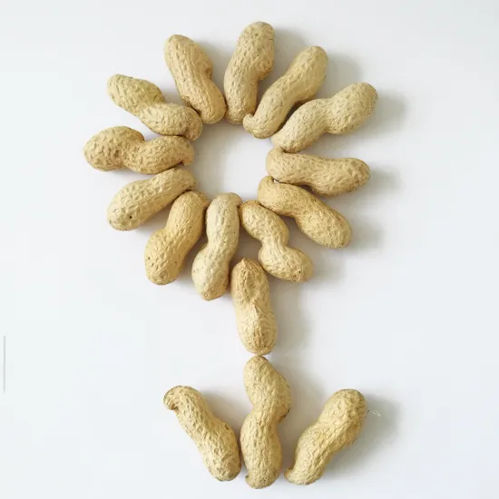 Bulk shandong peanut in shell for sale